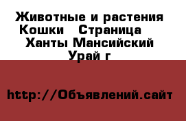 Животные и растения Кошки - Страница 2 . Ханты-Мансийский,Урай г.